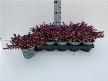 Горшечные цветы и растения оптом Eric Da Kramers Rote от 10шт из Голландии с доставкой по России