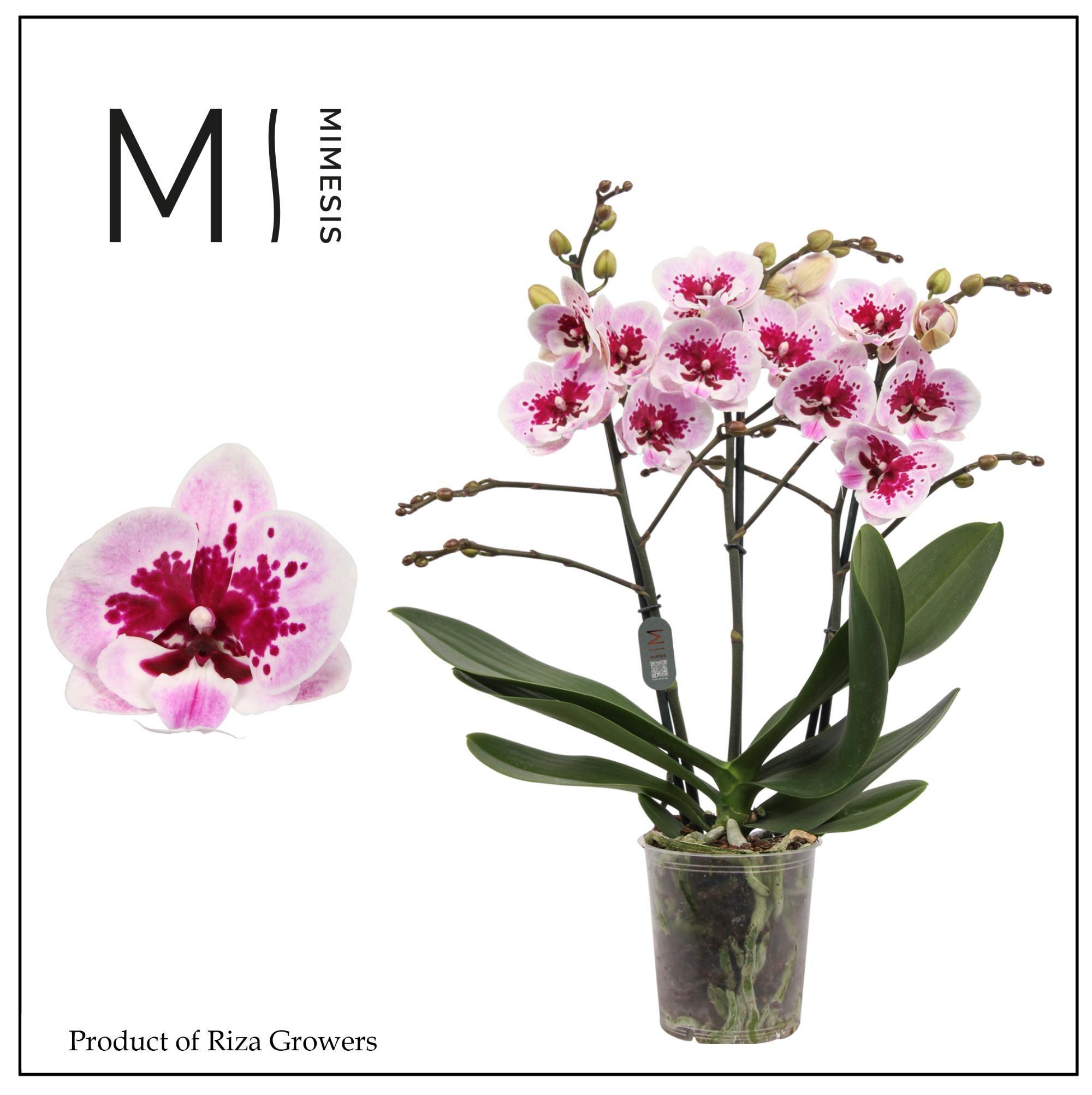 Горшечные цветы и растения оптом Phal 3st Hot Lip 25+ (tog) от 10шт из Голландии с доставкой по России