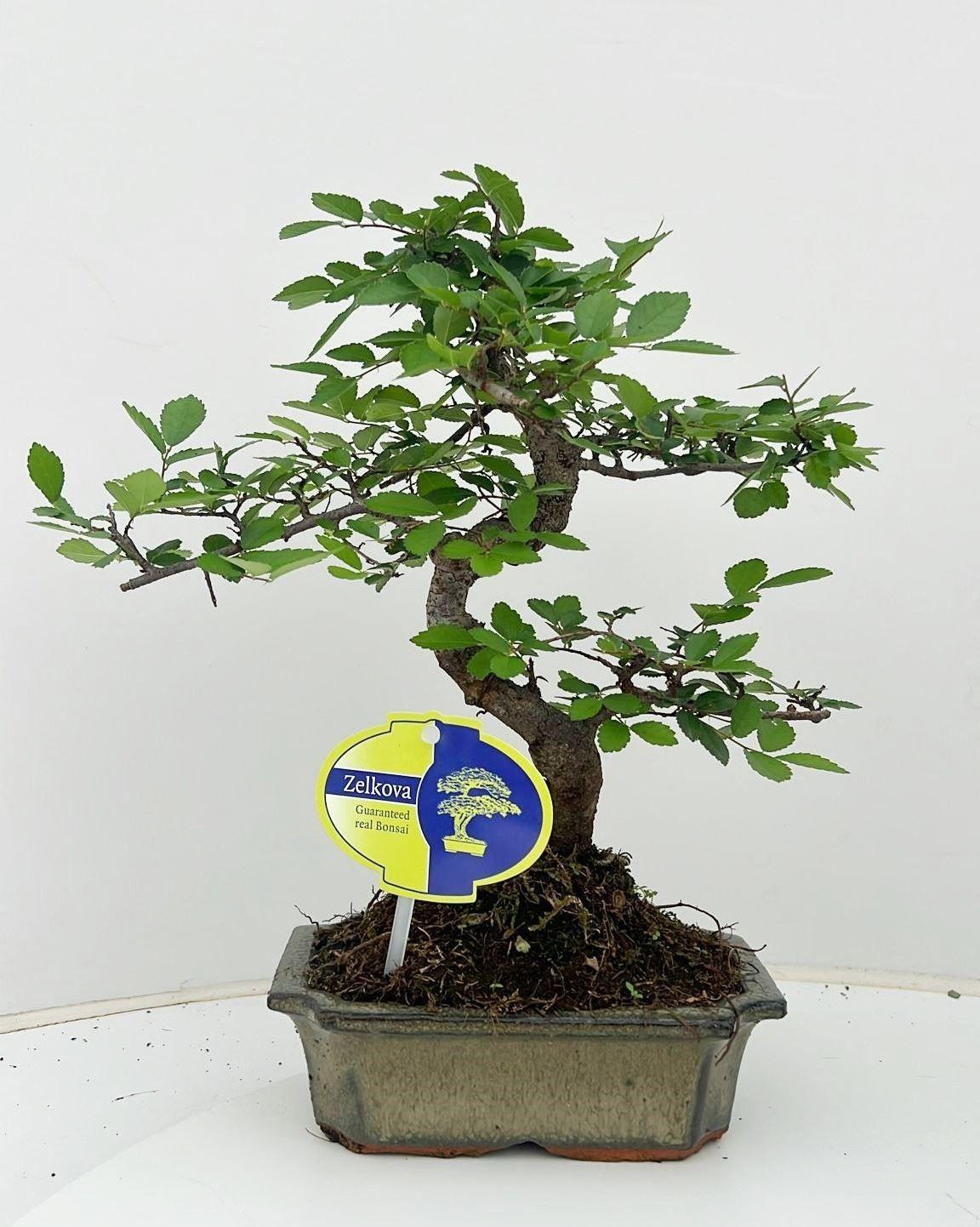 Горшечные цветы и растения оптом Bonsai Zelkova Parvifolia от 10шт из Голландии с доставкой по России