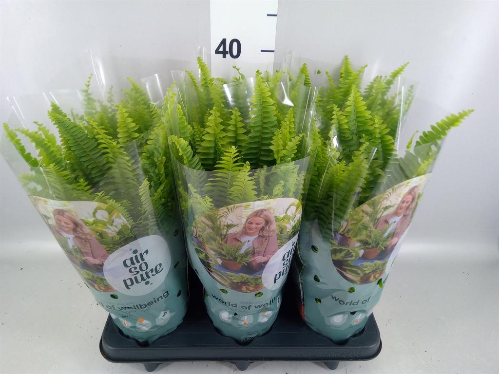 Горшечные цветы и растения оптом Nephrolepis Exal. green Lady от 6шт из Голландии с доставкой по России