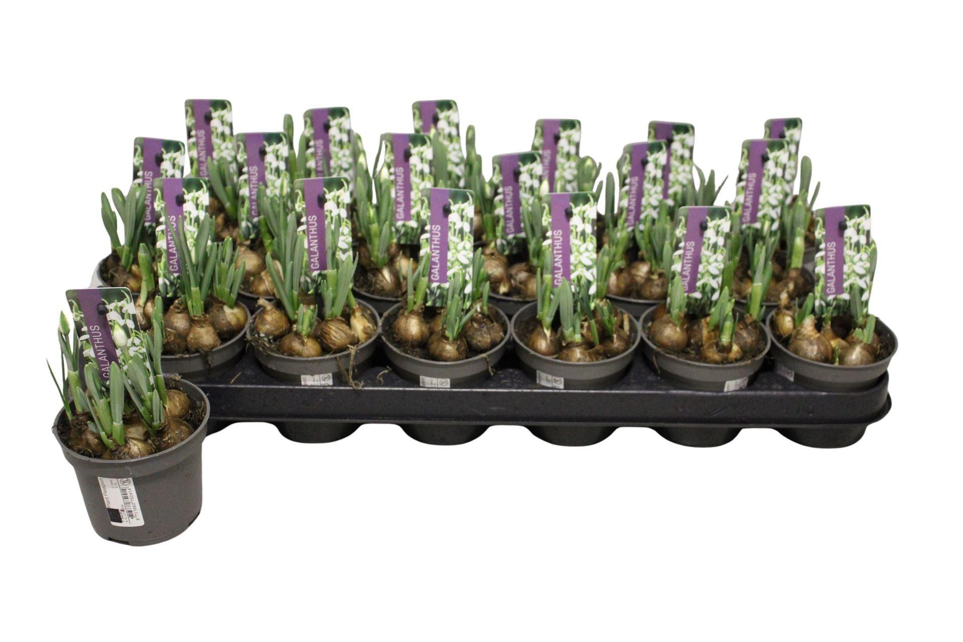 Горшечные цветы и растения оптом Galanthus Nivalis   ...in Pot от 18шт (для телеги) из Голландии с доставкой по России