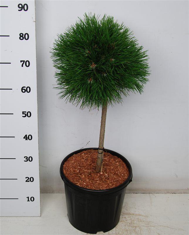 Горшечные цветы и растения оптом Pinus Mugo Varella On Stem от 1шт из Голландии с доставкой по России