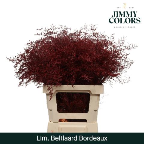 Срезанные цветы оптом Limonium beltlaard paint bordeaux от 50шт из Голландии с доставкой по России