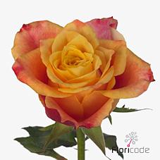 Срезанные цветы оптом Rosa large tamara от 360шт из Голландии с доставкой по России