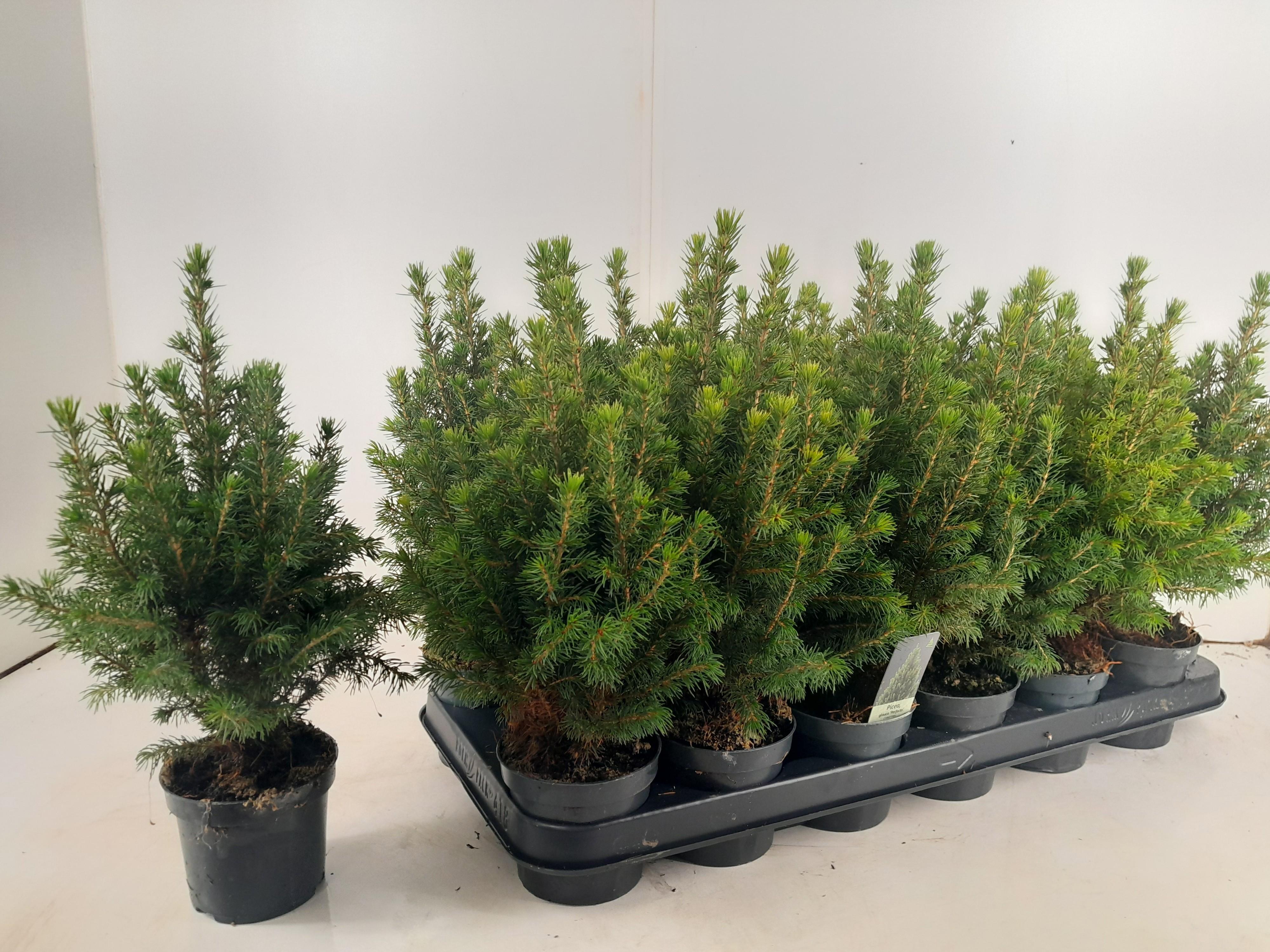 Горшечные цветы и растения оптом Picea Gl Perfecta от 18шт (для телеги) из Голландии с доставкой по России
