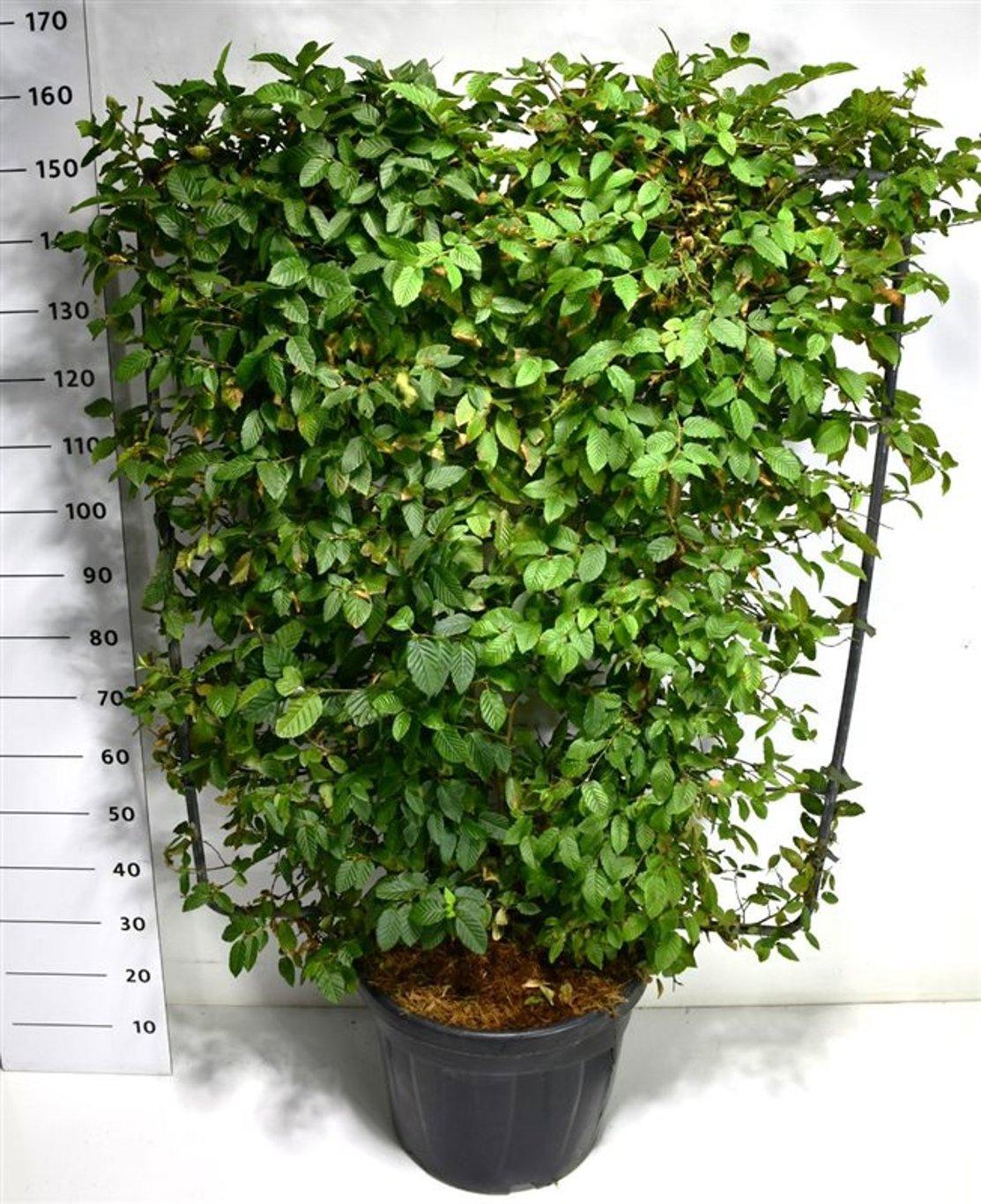 Горшечные цветы и растения оптом Carpinus Betulus от 1шт из Голландии с доставкой по России