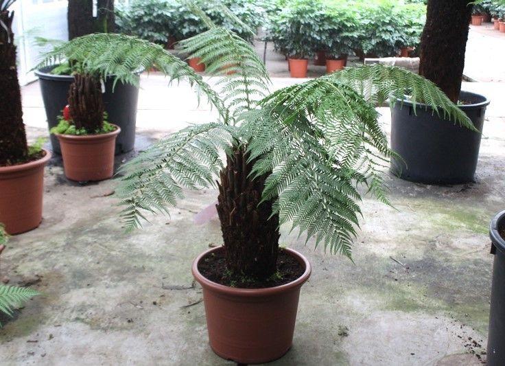 Горшечные цветы и растения оптом Dicksonia Antarctica от 1шт из Голландии с доставкой по России