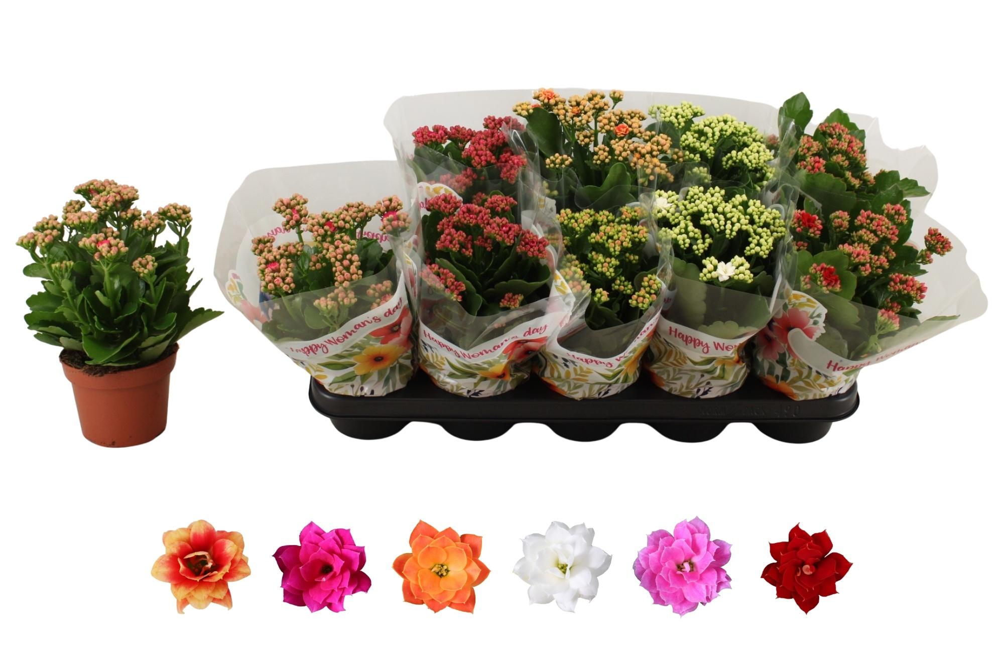 Горшечные цветы и растения оптом Kal Ge Ro Gem 6 Kl от 10шт из Голландии с доставкой по России