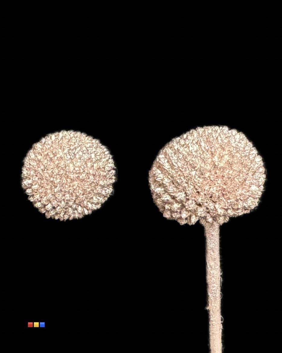 Срезанные цветы оптом Craspedia paint champagne от 100шт из Голландии с доставкой по России