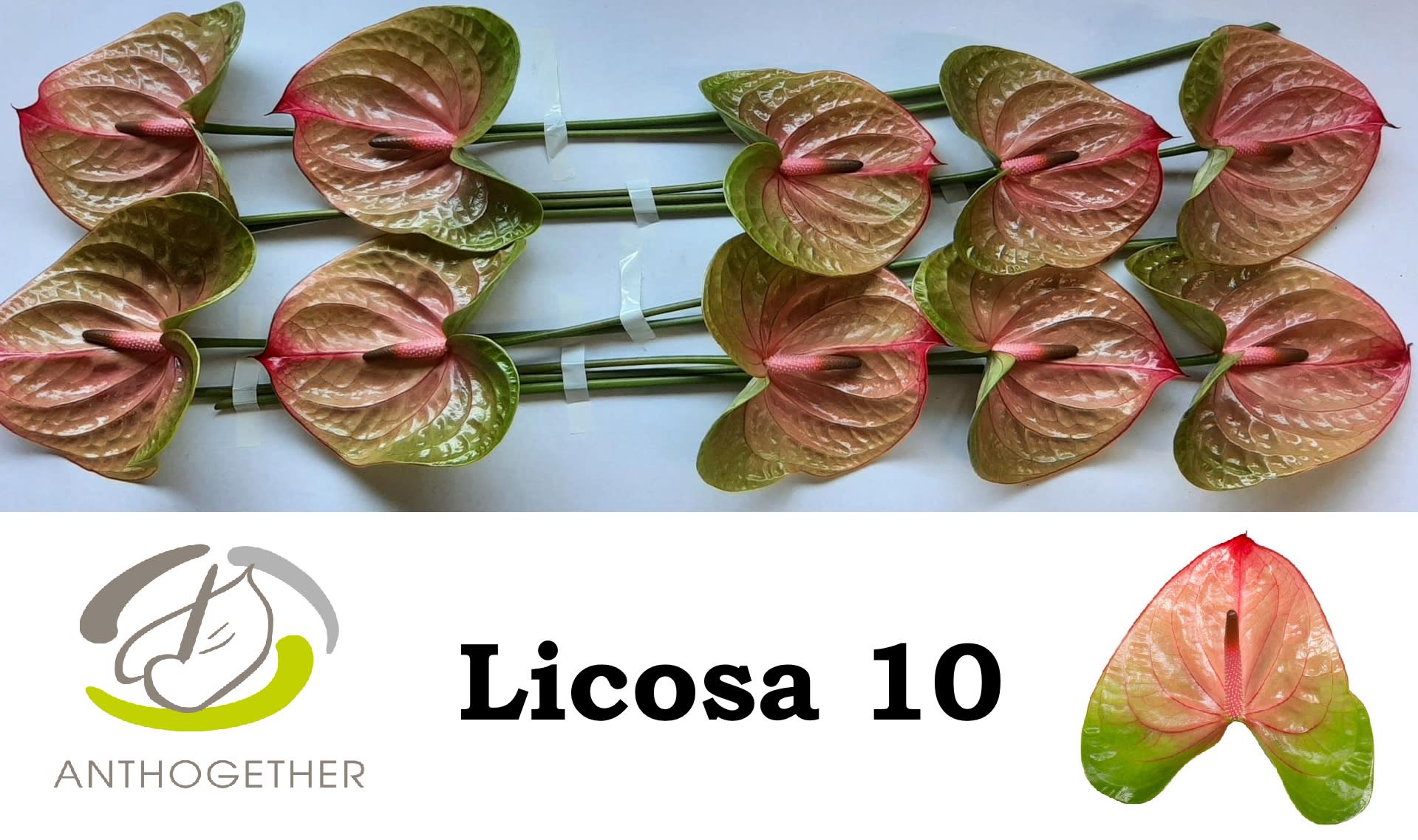 Срезанные цветы оптом Anthurium licosa 312 от 10шт из Голландии с доставкой по России