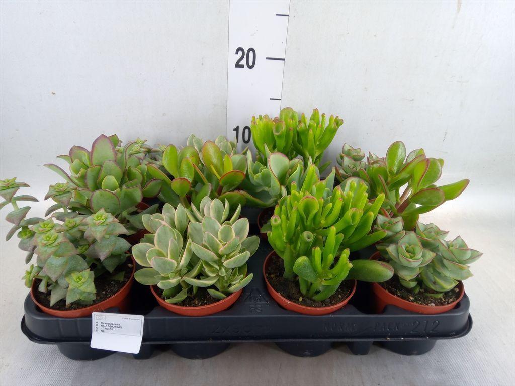 Горшечные цветы и растения оптом Crassula   ...mix от 12шт (для телеги) из Голландии с доставкой по России