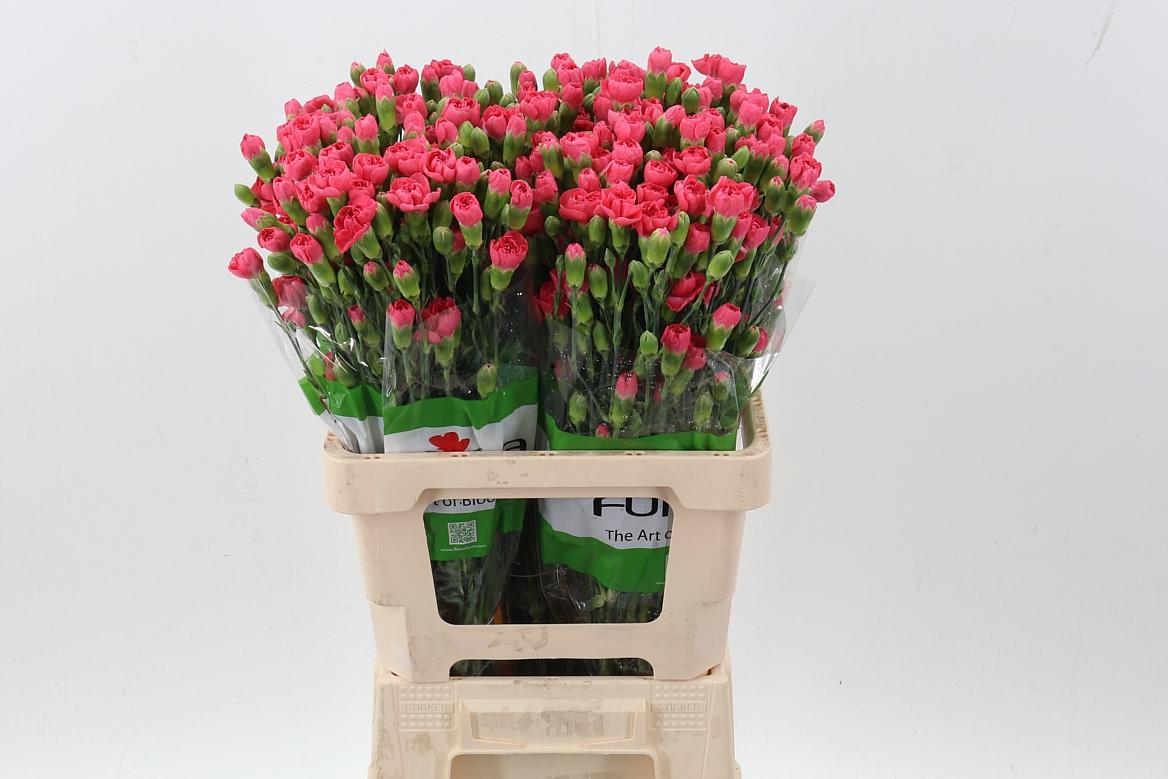 Срезанные цветы оптом Dianthus sp locura от 100шт из Голландии с доставкой по России