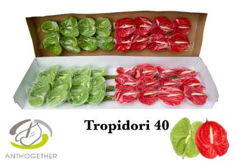 Срезанные цветы оптом Anthurium tropidori mix от 40шт из Голландии с доставкой по России