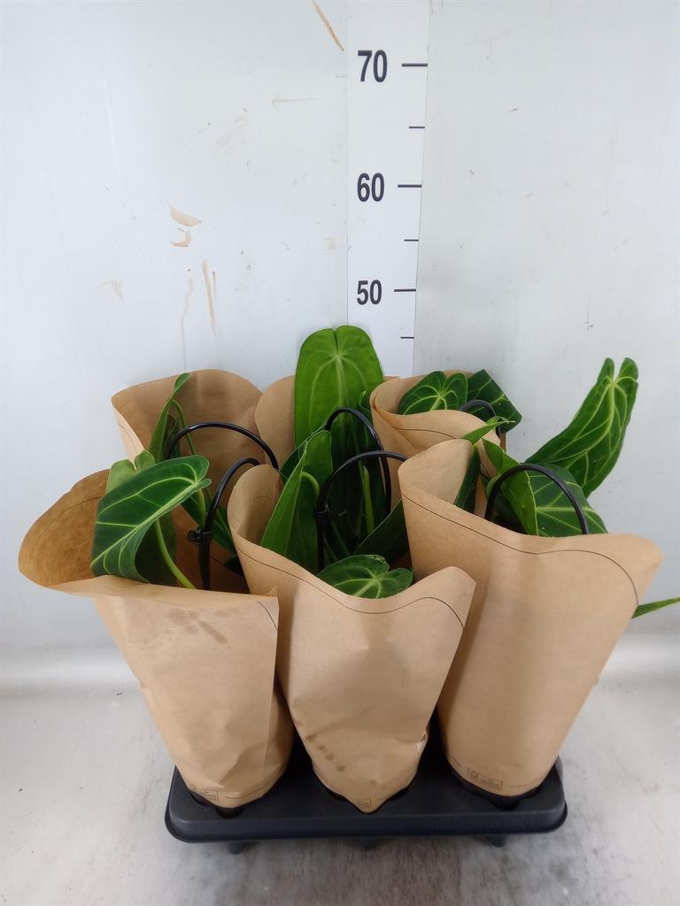 Горшечные цветы и растения оптом Anthurium   ... от 6шт из Голландии с доставкой по России