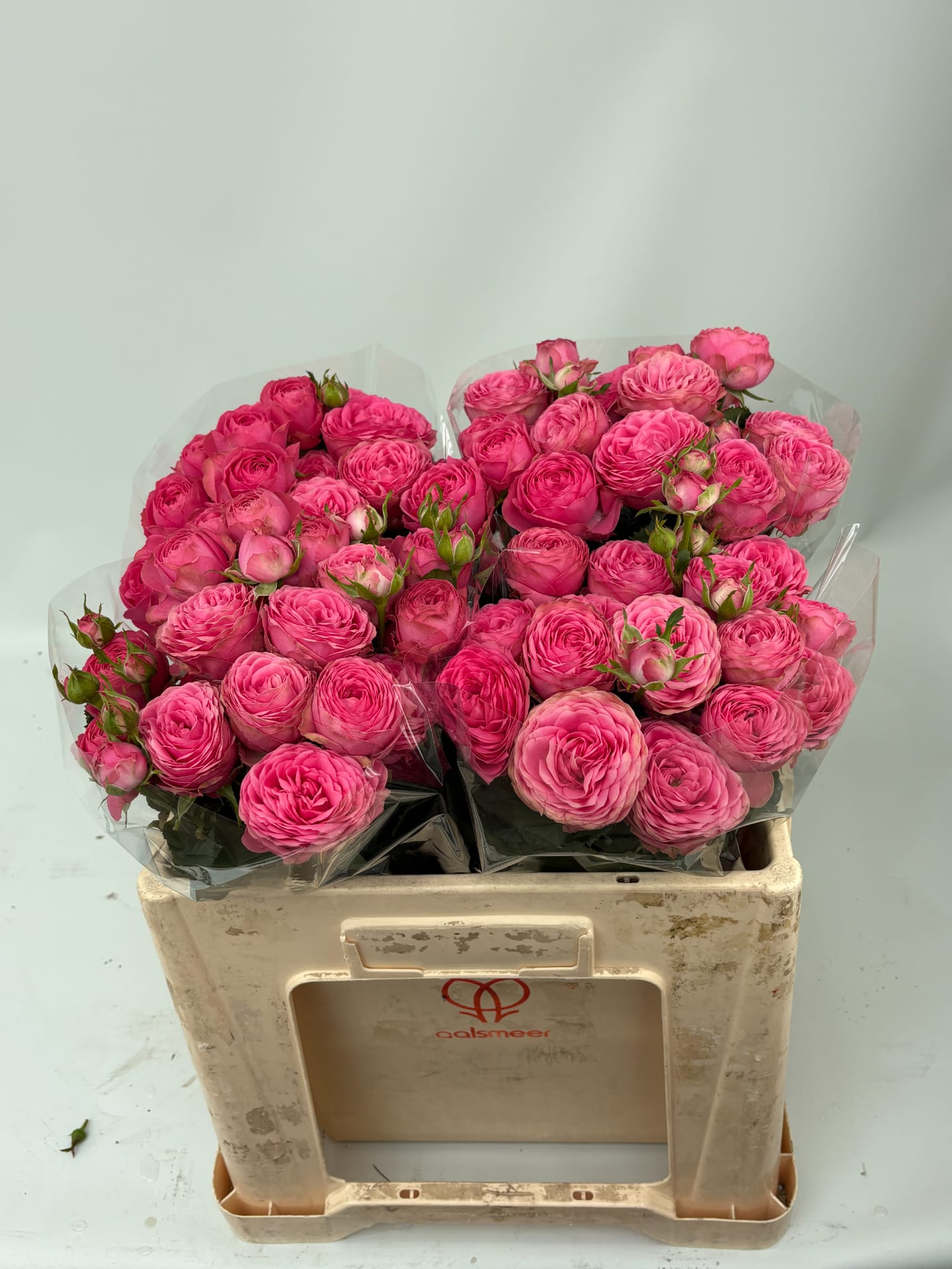 Срезанные цветы оптом Rosa spray giselle! от 20шт из Голландии с доставкой по России