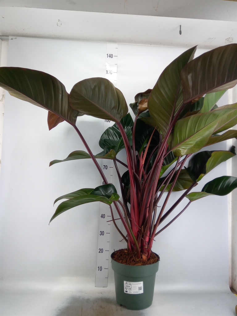 Горшечные цветы и растения оптом Philodendron Red Beauty от 1шт из Голландии с доставкой по России