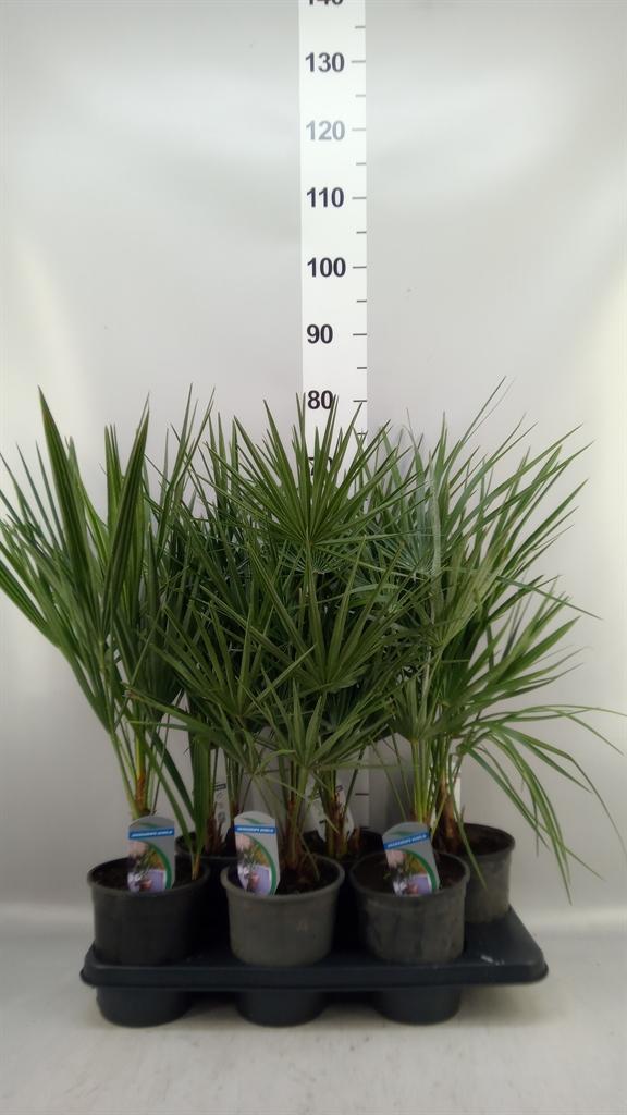 Горшечные цветы и растения оптом Chamaerops Humilis от 6шт из Голландии с доставкой по России
