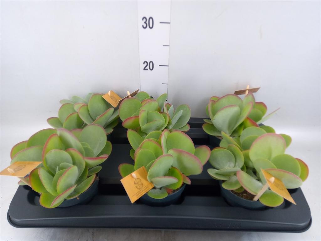 Горшечные цветы и растения оптом Kalanchoe Nf Thyrsiflora от 6шт из Голландии с доставкой по России