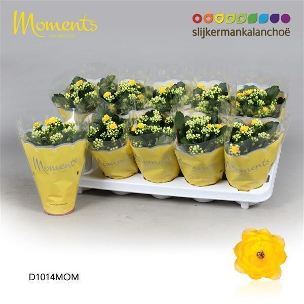 Горшечные цветы и растения оптом Kalanchoe Double Yellow от 10шт из Голландии с доставкой по России