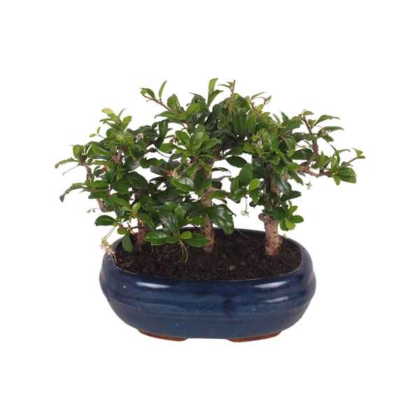 Горшечные цветы и растения оптом Bonsai Mix Forest In Ceramic от 5шт из Голландии с доставкой по России