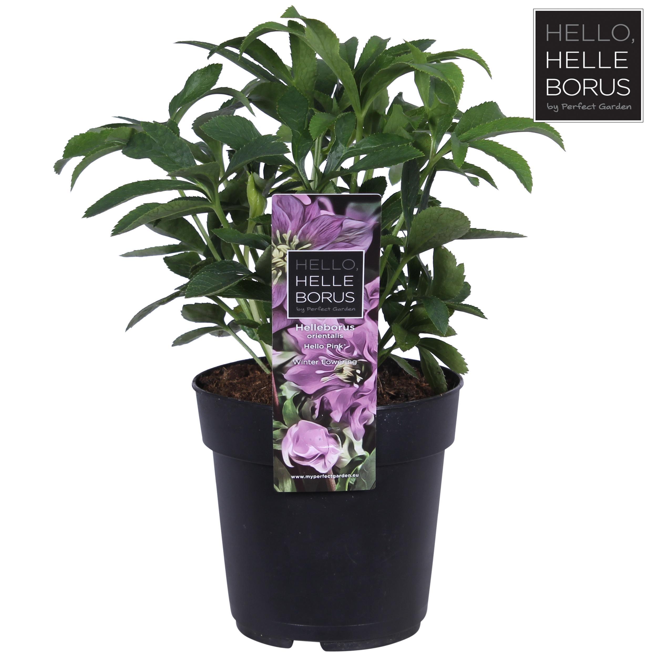 Горшечные цветы и растения оптом Helleborus Orientalis от 10шт из Голландии с доставкой по России