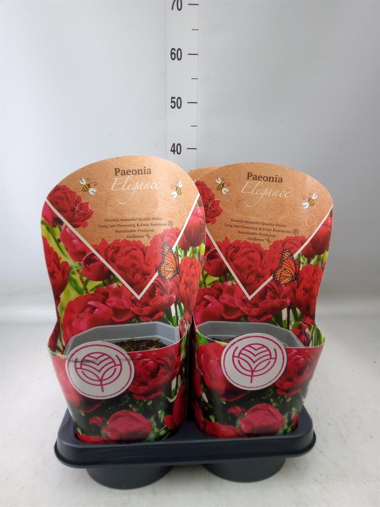 Горшечные цветы и растения оптом Paeonia   ... от 8шт из Голландии с доставкой по России