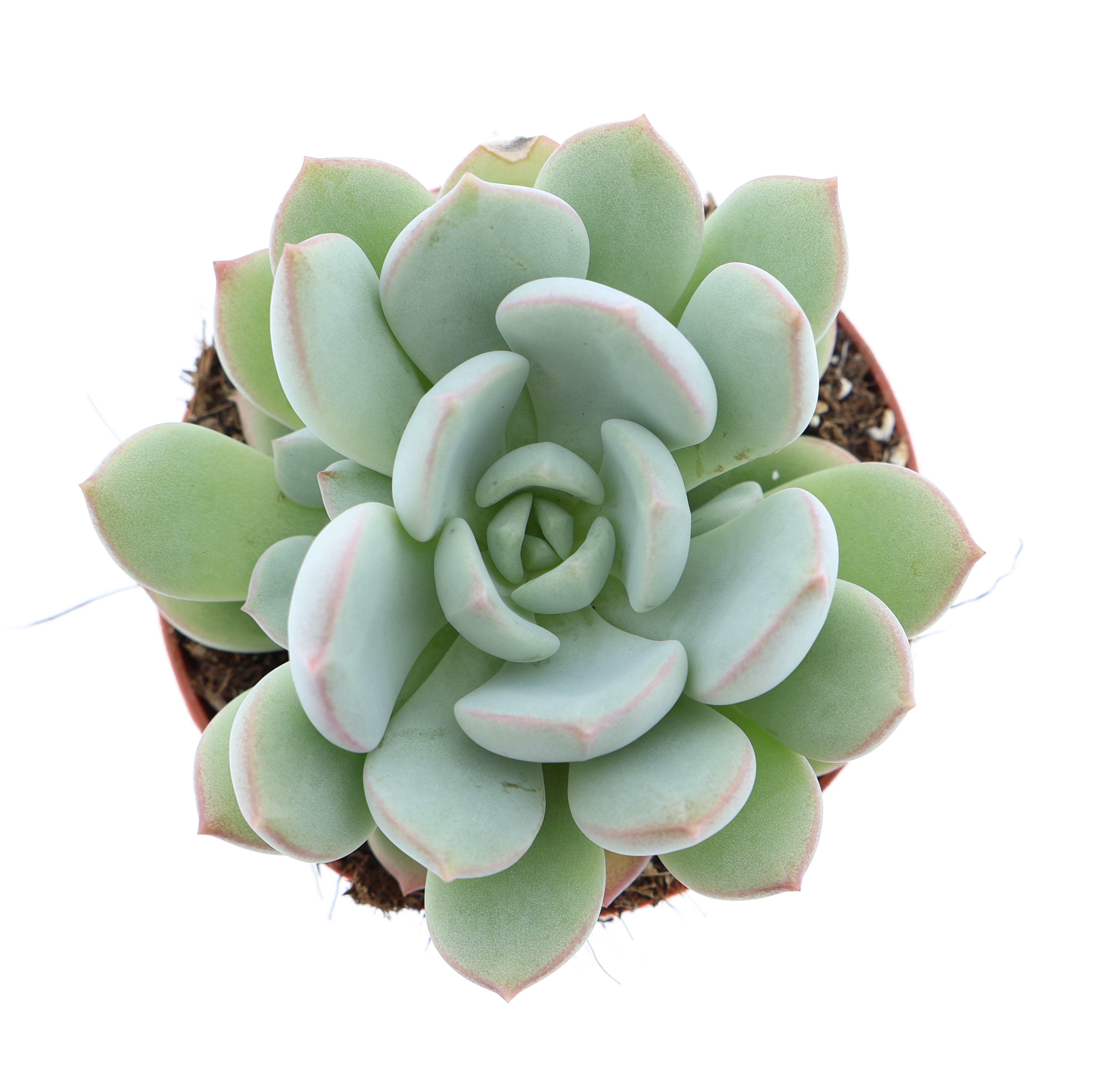Горшечные цветы и растения оптом Echeveria Yoni от 12шт (для телеги) из Голландии с доставкой по России