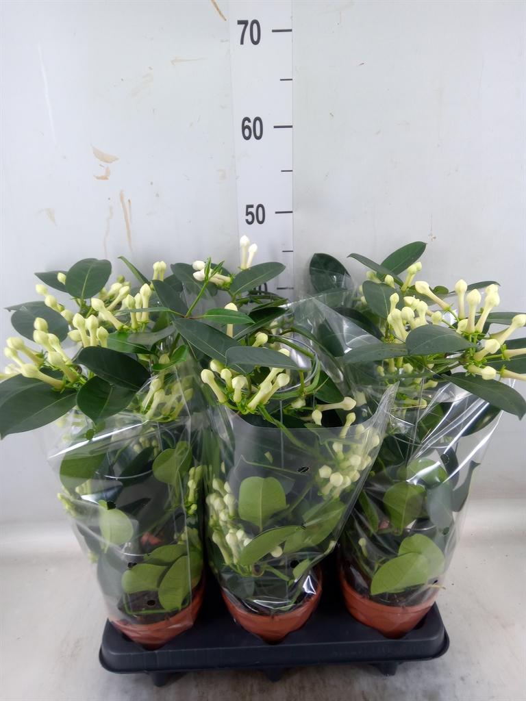 Горшечные цветы и растения оптом Stephanotis Floribunda   ... от 6шт из Голландии с доставкой по России