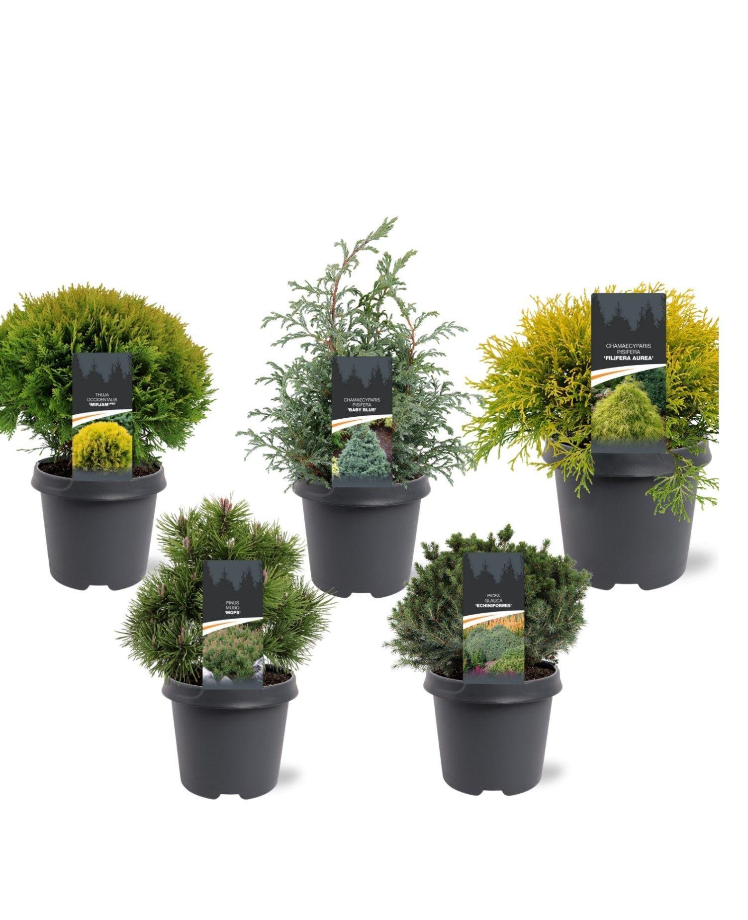 Горшечные цветы и растения оптом Coniferen Mix Shelf Exclusive от 1шт из Голландии с доставкой по России