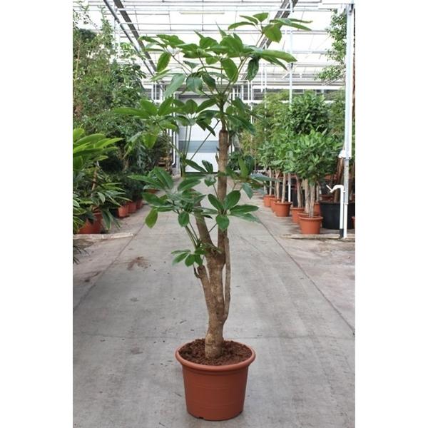 Горшечные цветы и растения оптом Schefflera Actinophylla Amate от 1шт из Голландии с доставкой по России