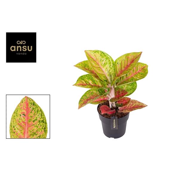 Горшечные цветы и растения оптом Aglaonema Grand Poppy от 3шт из Голландии с доставкой по России