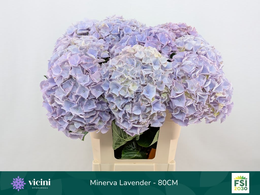 Срезанные цветы оптом Hydrangea my beautiful minerva от 10шт из Голландии с доставкой по России