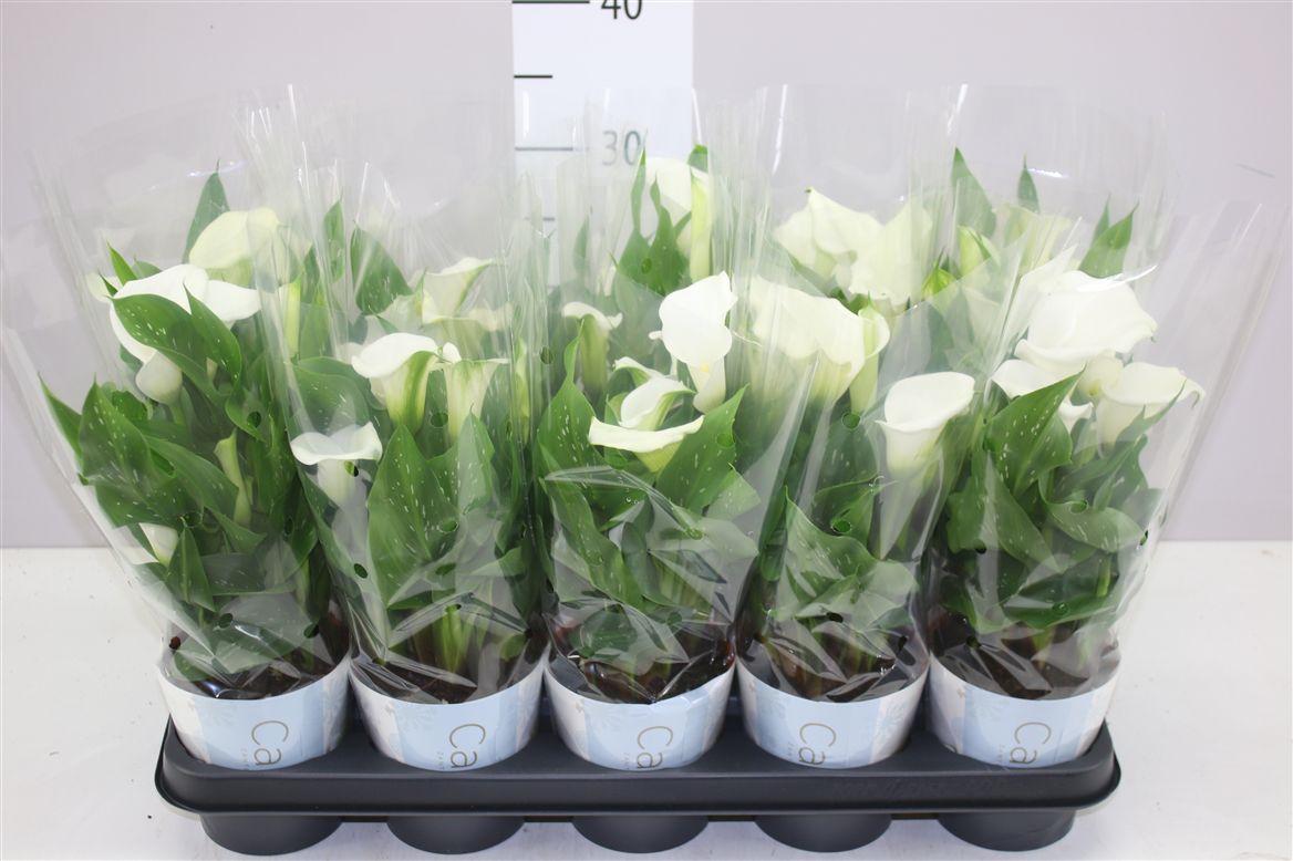 Горшечные цветы и растения оптом Zant Capt Fresco In Potcover от 10шт из Голландии с доставкой по России