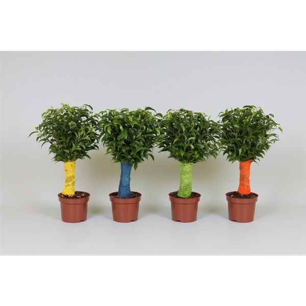 Горшечные цветы и растения оптом Ficus Be Jute Stem Colour Stem от 10шт из Голландии с доставкой по России