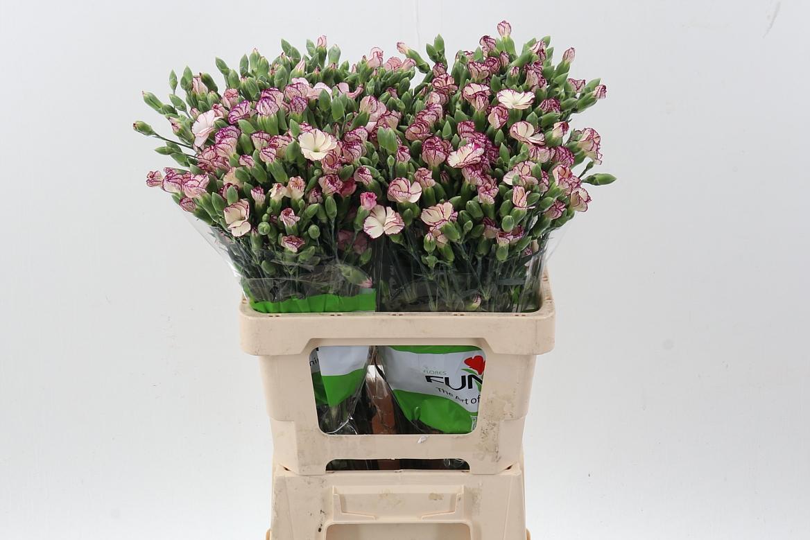 Срезанные цветы оптом Dianthus sp solomio tino от 100шт из Голландии с доставкой по России