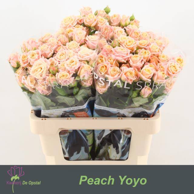 Срезанные цветы оптом Rosa spray peach yo-yo от 30шт из Голландии с доставкой по России