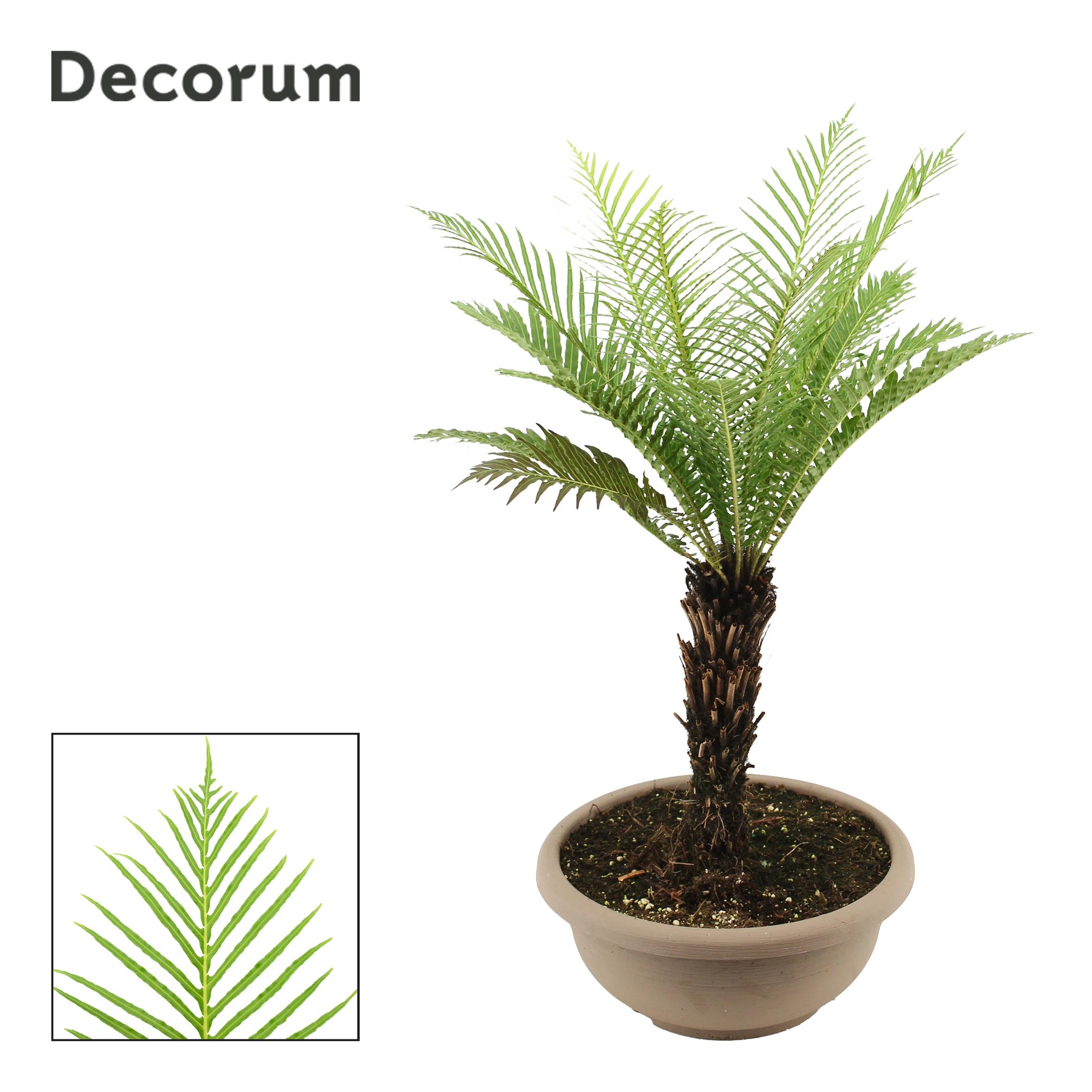 Горшечные цветы и растения оптом Blechnum Gibbum Op Stam 35 Cm (decorum) от 1шт из Голландии с доставкой по России