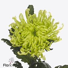 Срезанные цветы оптом Chrys bl antenna от 60шт из Голландии с доставкой по России