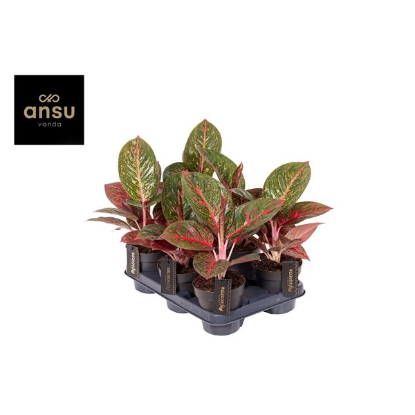 Горшечные цветы и растения оптом Aglaonema Red Sprinkles от 6шт из Голландии с доставкой по России