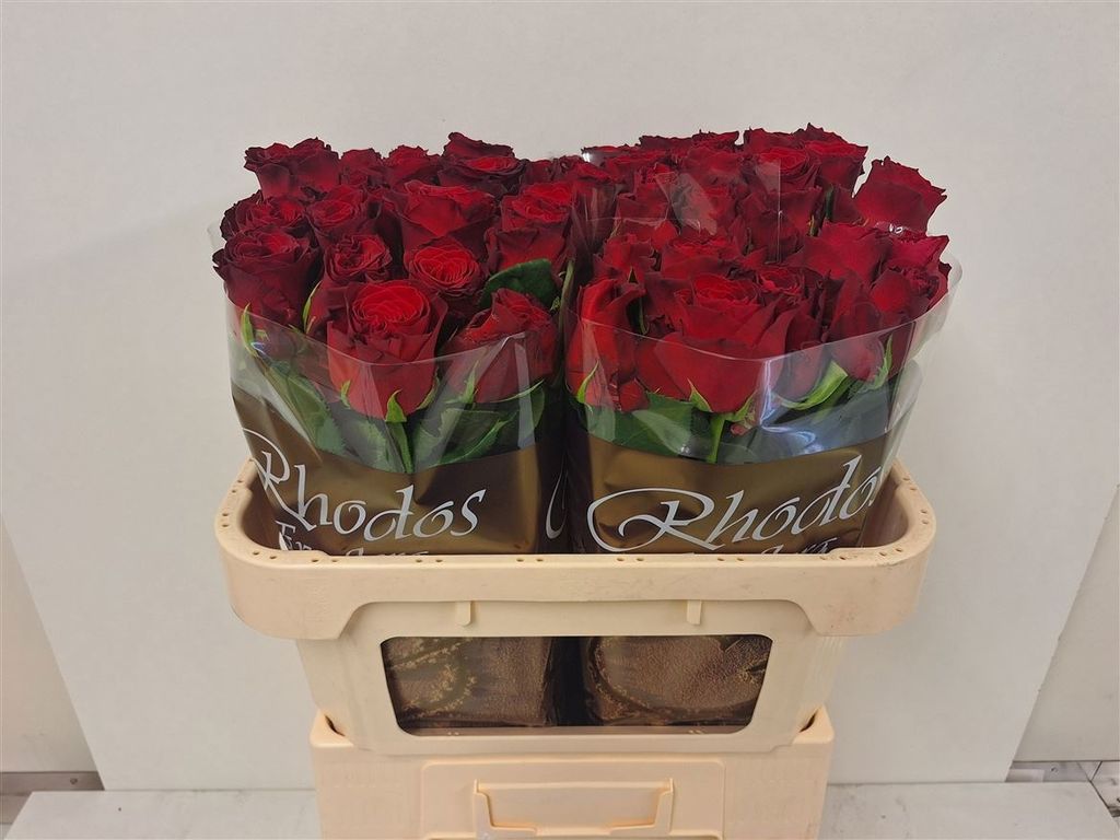 Срезанные цветы оптом Rosa large rhodos от 50шт. из Голландии с доставкой по России