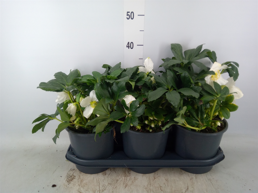 Горшечные цветы и растения оптом Helleborus   ... от 3шт из Голландии с доставкой по России