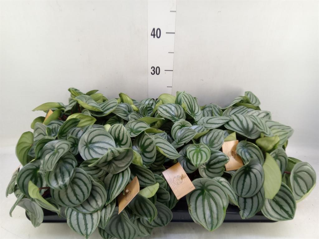 Горшечные цветы и растения оптом Peperomia Argyreia от 8шт из Голландии с доставкой по России