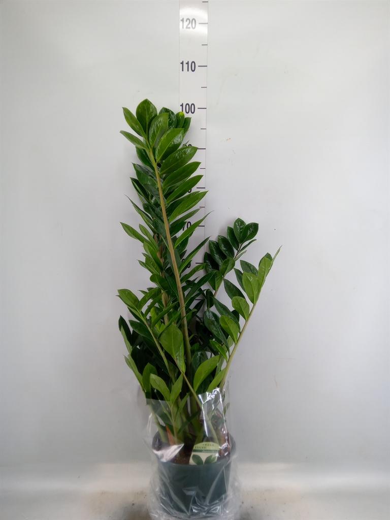 Горшечные цветы и растения оптом Zamioculcas Lucky Classic Shadow 6 от 1шт из Голландии с доставкой по России