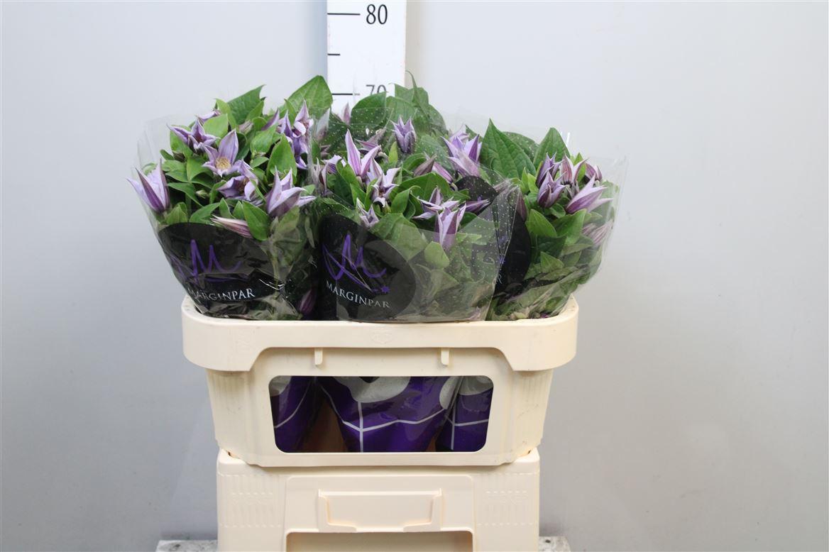 Срезанные цветы оптом Clematis star river от 60шт из Голландии с доставкой по России