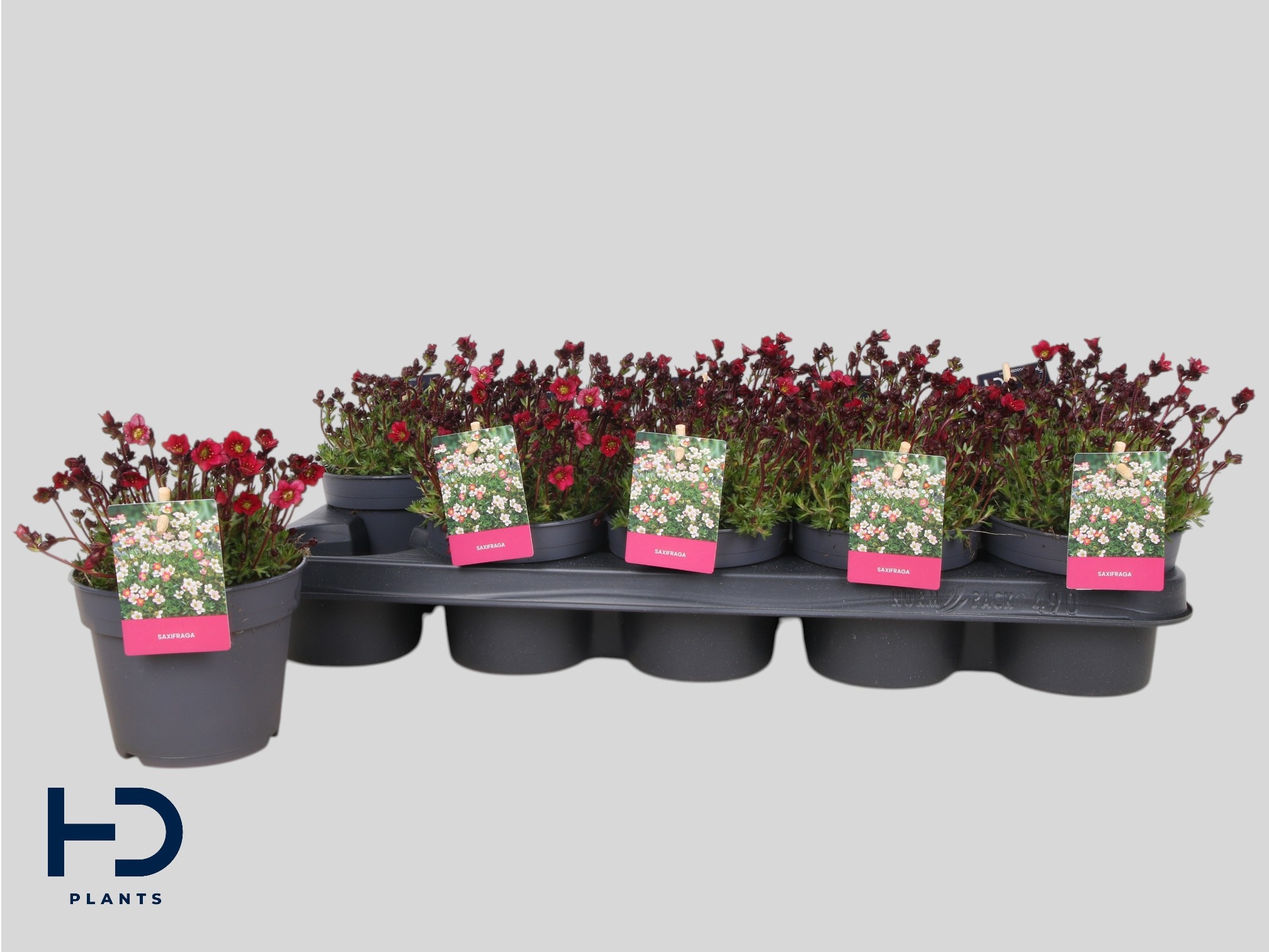 Горшечные цветы и растения оптом Saxif Ar Marto Red от 10шт из Голландии с доставкой по России