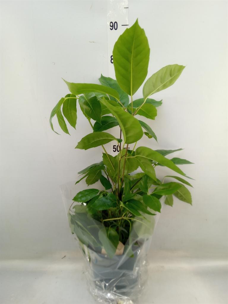 Горшечные цветы и растения оптом Schefflera Actin. от 1шт из Голландии с доставкой по России