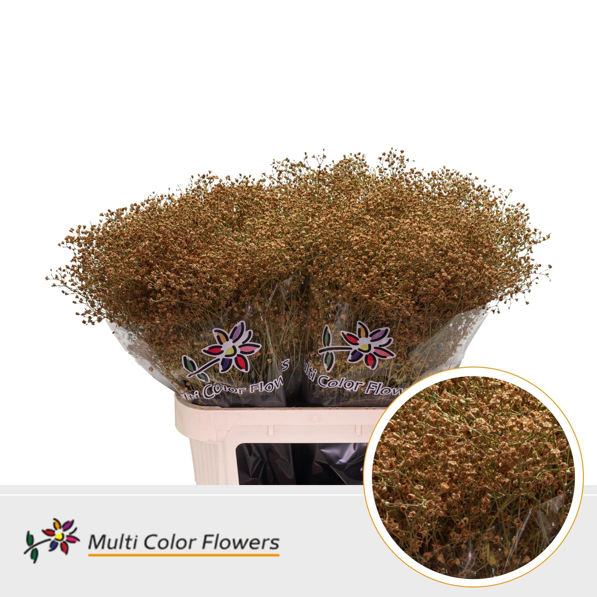 Срезанные цветы оптом Gyps fine paint ocher yellow от 50шт из Голландии с доставкой по России