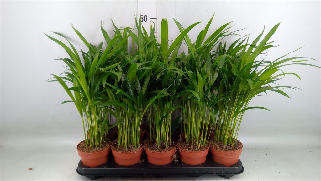 Горшечные цветы и растения оптом Dypsis Lutescens   ...chrysalidoca от 10шт из Голландии с доставкой по России