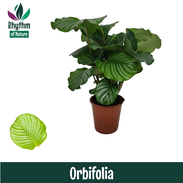 Горшечные цветы и растения оптом Calathea Orbifolia Rhythm Of Nature от 1шт из Голландии с доставкой по России