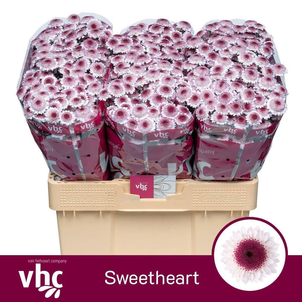 Срезанные цветы оптом Chrys sa sweetheart от 75шт из Голландии с доставкой по России